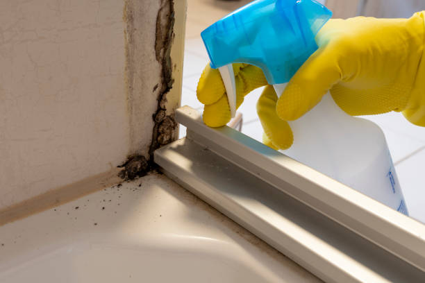 Best Bathroom Mold Remediation in Fountainebleau, FL