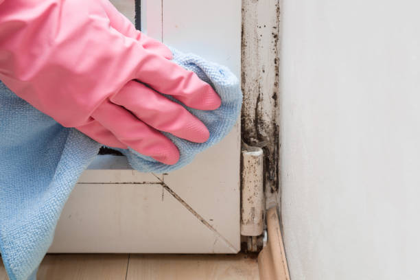 Best White Mold Remediation in Fountainebleau, FL