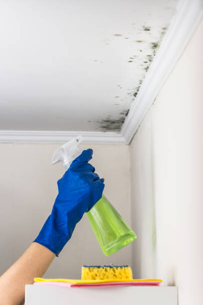 Best Attic Mold Remediation in Fountainebleau, FL